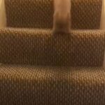 British shorthair kittens