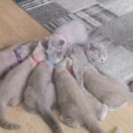 British shorthair kittens