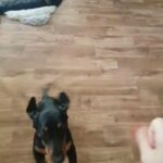dachshunds for sale