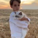 Ragdoll kitten
