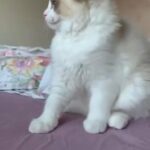 BiColour Ragdoll male kitten
