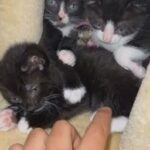 x2 black and white males READY TO GO KITTENS/ CAT