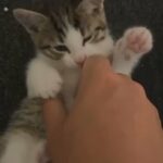READY TO GO. FEMALE TABBY KITTEN/CAT