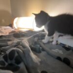 x2 stunning male kittens, black and white pure bred from a loving home