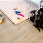 4x Adorable Chinchilla Persian/Maine Coon Kittens (ChinCoon Kittens)