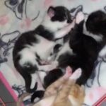 calico kittens