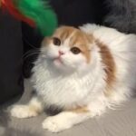 Gorgeous Scottish Fold Girl