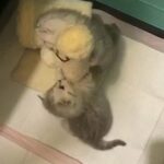 Two British Shorthair Girls