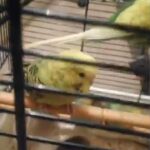 7 Colourful Budgies for Sale (Male & Female)