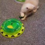 Persian-exotic male kitten