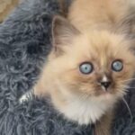 tica registered kittens ragdolls
