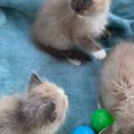 ragdoll TICA active