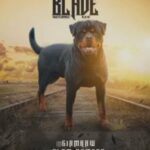 Rottweiler stud