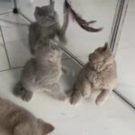 British Shorthair kittens GCCF reg