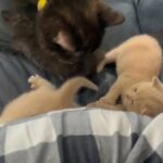 British Shorthair kittens GCCF reg