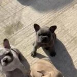 Merle french bulldog puppies