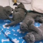 1 BOY LEFT! British Shorthair Kittens!