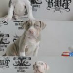 HOWARDSPARTAs GAME X BARBEDWIREBULLIES MISHKA READY TO GO ABKC PAPERS IN HAND