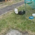2 male rabbits
