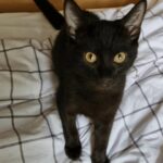 1 Male Kitten For Sale