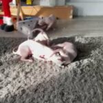 Donskoy Sphynx