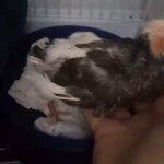 female fantail pigeon