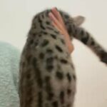 Amazing F2 High Generation Savannah Male Kitten