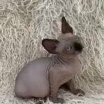 Tica reg sphinx kittens