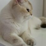 Achilles Bri By1133 huge boy
