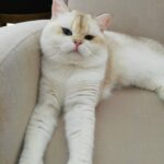 Achilles Bri By1133 huge boy