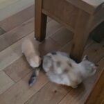 Scottish Fold