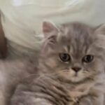 GCCF registered British Longhair pedigree