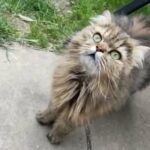for adoption