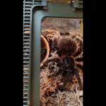 Salmon Pink Tarantula