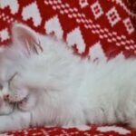 Turkish Angora X Persian male kitten for sale