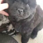 Chow Chow Puppies Q&A