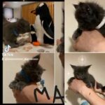 Maine coon kittens available