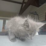 Maine coone kittens