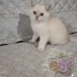 5 Mixed British shorthair for sale. in RH1