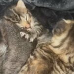 Tabby female