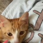 ginger n white kitten