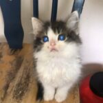 fluffy female kitten is looking for a new home! ?❤️