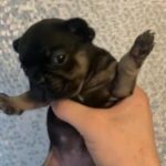 female french bulldog