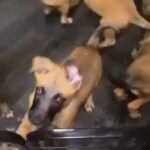Belgian mallinois x Akita pups for sale