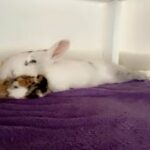 rabbitfor sale