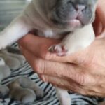 French Bulldog Puppies KC