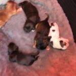 show X working Cocker spaniel puppies