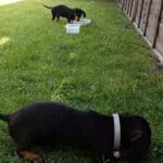 dachshunds puppies