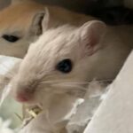 three female gerbils with enclosure