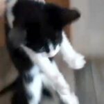 6 Kittens
